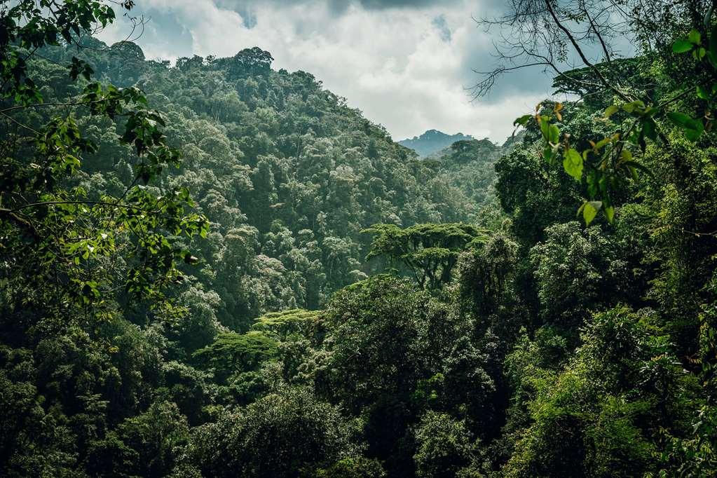 One&Only Nyungwe House Hotel Gisakura Amenities photo